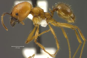 Media type: image;   Entomology 35188 Aspect: habitus lateral view